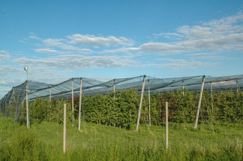 Whether fruit trees, fresh fruit or potatoes: there is space for 50,000 trees of all shapes and sizes with over 2,500 varieties of fruit on more than 134 hectares of cultivated land