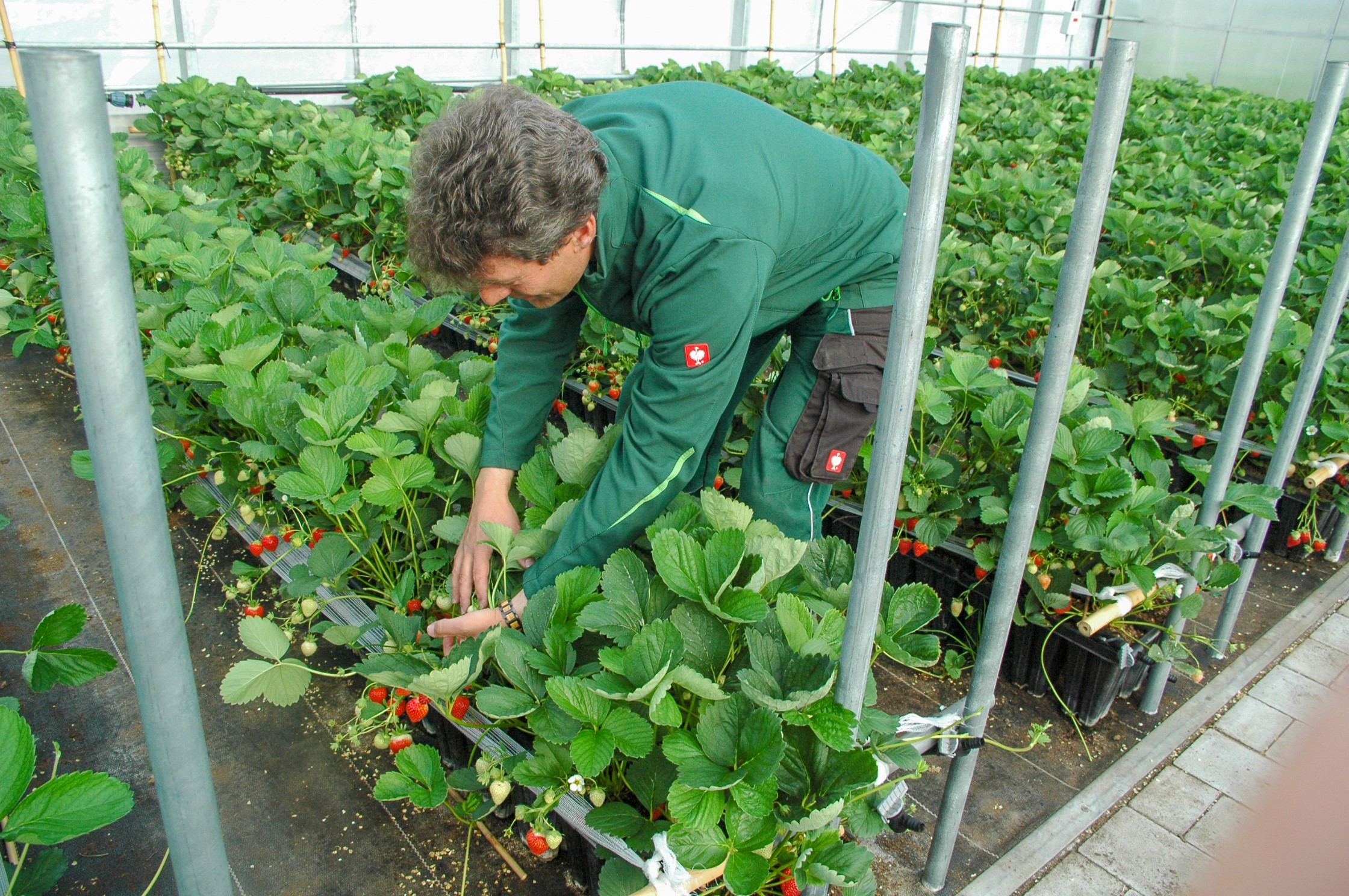 Dr. Michael Neumüller inspects the strawberries with great care at the Bavarian Fruit Center