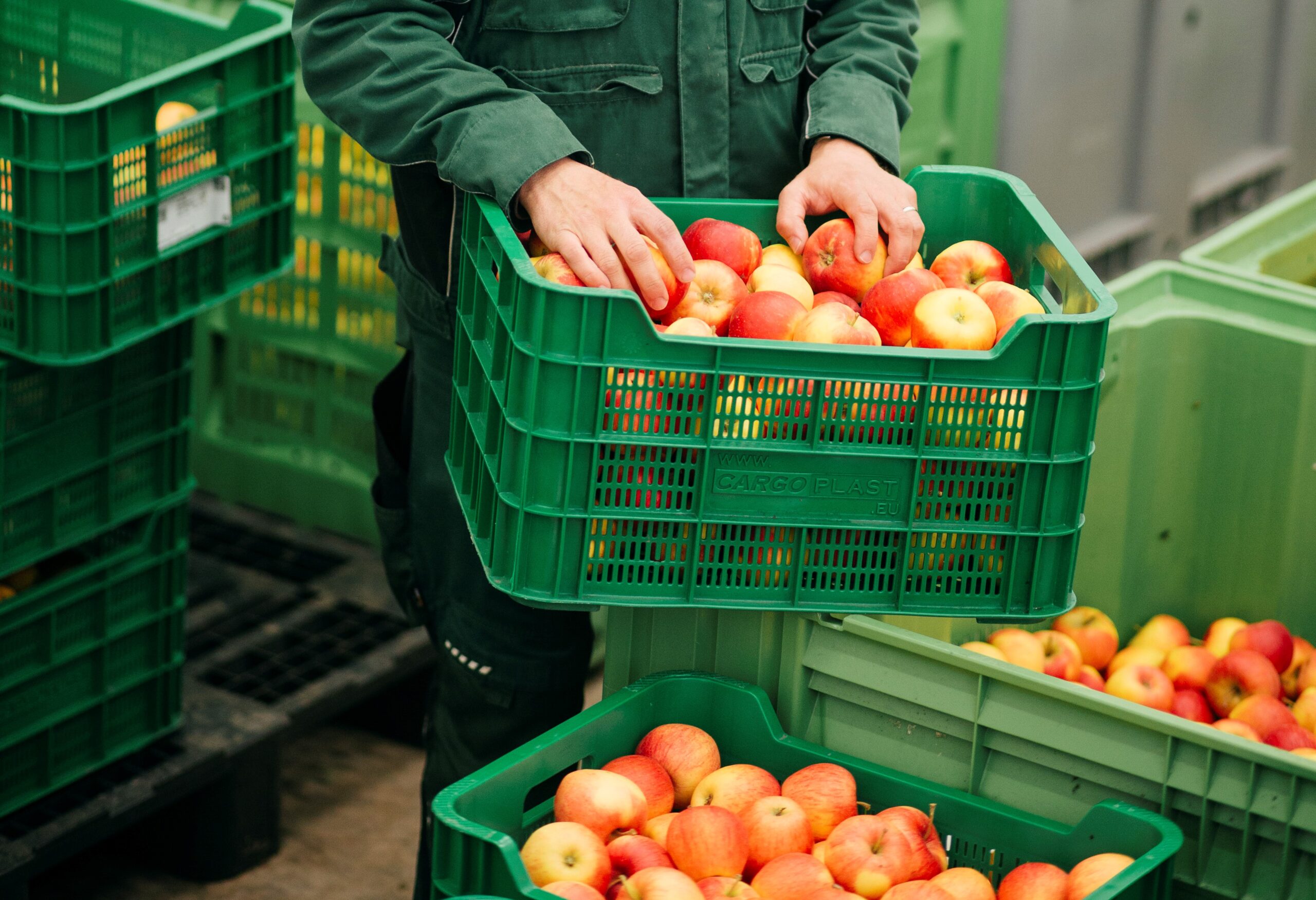 Quirin Leppert zeigt rote und gelbe Äpfel in grünen Kisten; im Hintergrund weitere grüne Behälter, ein Mitarbeiter greift in die Obstmengen – Obstlogistik-Szene.