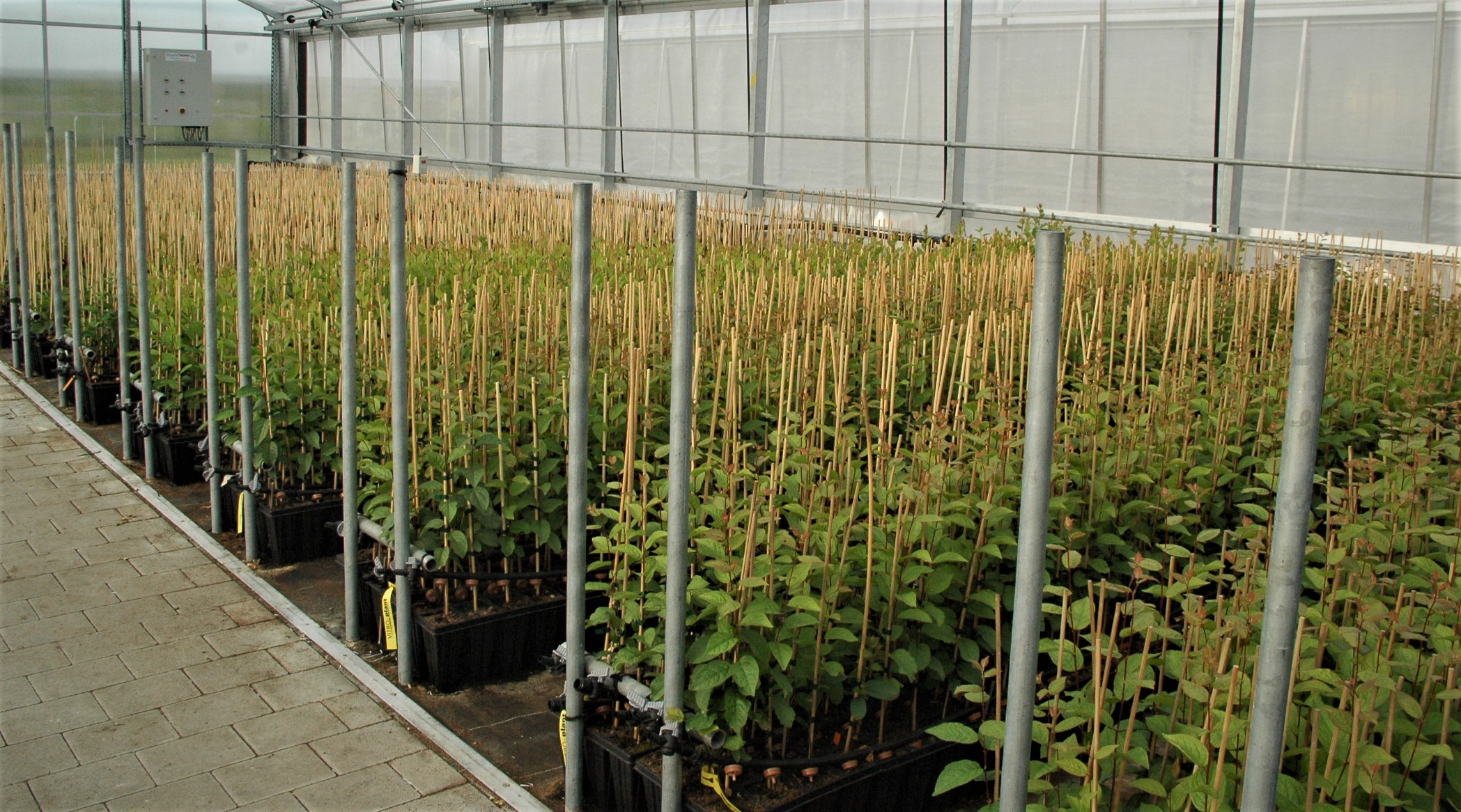 Whether Bavarian fruit or fruit trees: the Bavarian fruit center offers both en masse - from regional cultivation