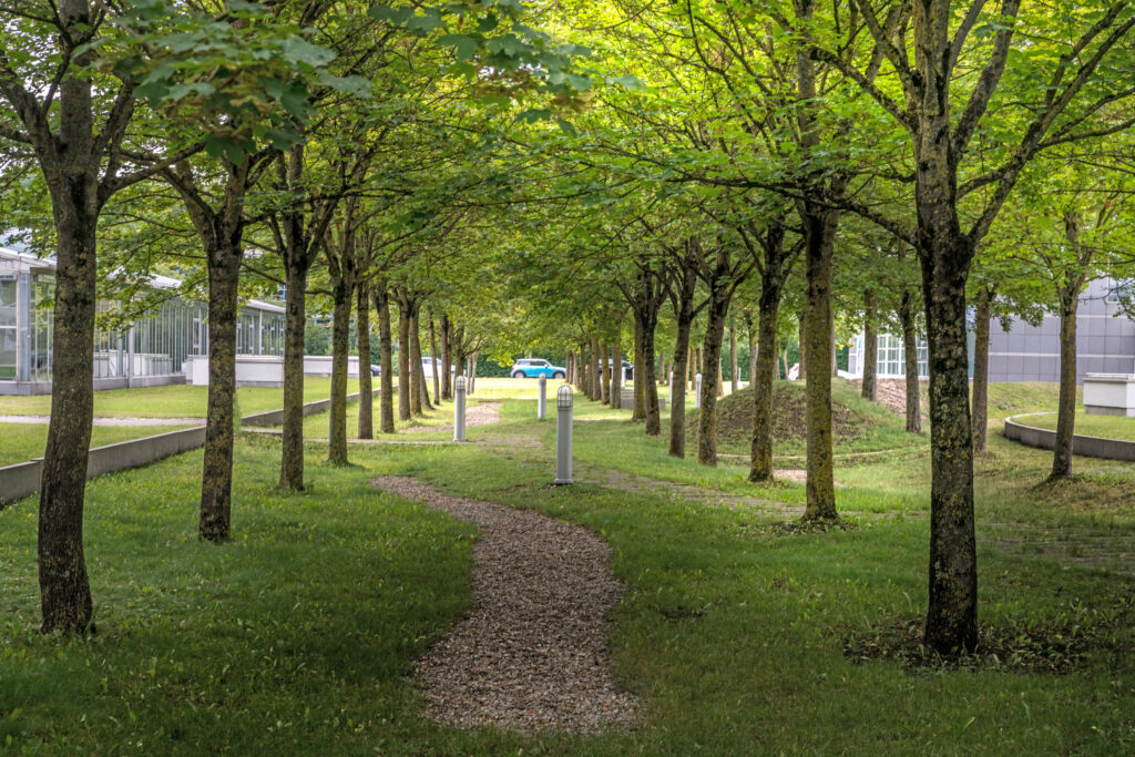 Grüne Allee mit Bäumen und einem gepflasterten Weg im MABP.